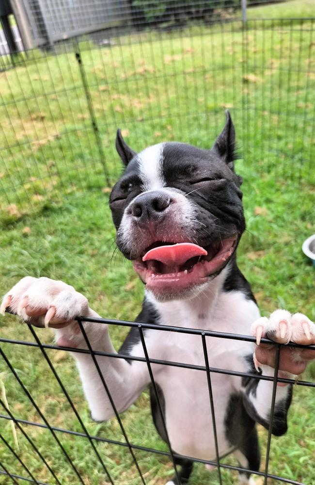 Obi: Sharmaine Anthony McDowell's 4 month old Boston Terrier