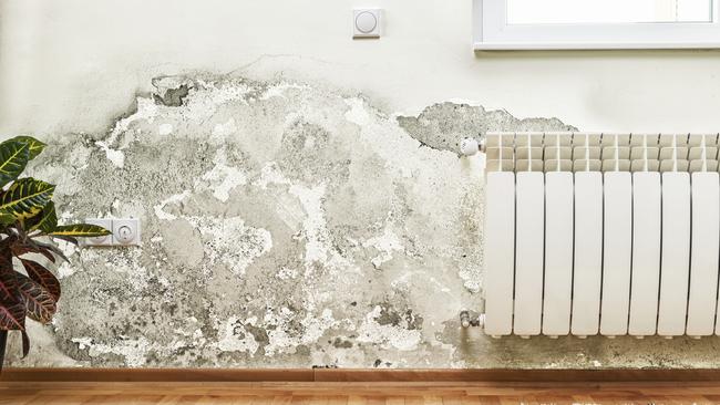 A petition calling on landlords to be required to treat mould in homes was presented to parliament this week.