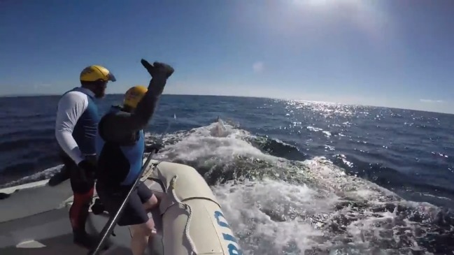 Sea World Gold Coast rescues a whale caught in marine equipment