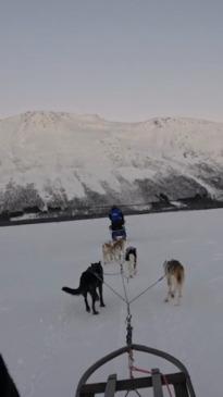 Husky dog-sledding in Norway