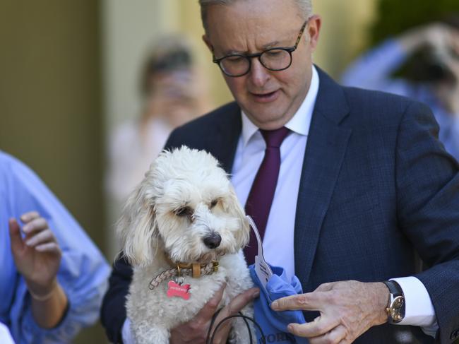 CANBERRA, AUSTRALIA - NOVEMBER 25: Prime Minister Anthony Albanese and partner Jodie Haydon and dog Toto host a group of 13 children and teenagers, and their families, who suffer from juvenile arthritis, for afternoon tea at The Lodge in Canberra. Picture: NCA NewsWire / Martin Ollman