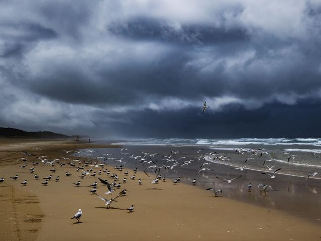 Safety in numbers for seagulls as a storm cell approaches at Coolum. Picture Lachie Millard