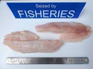 Eastern Freshwater Cod fillets seized by Fisheries. Picture: DPI Fisheries