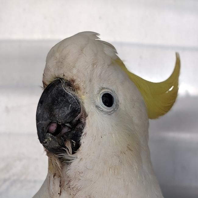 After the procedure, the cockatoo was able to return his tongue to inside his beak. Picture: Pittwater Animal Hospital