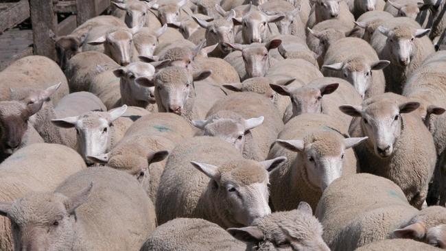 Big heavy lambs at Ballarat.