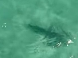 It is currently not known how the shark managed to breach the net. Picture: ABC News Perth.