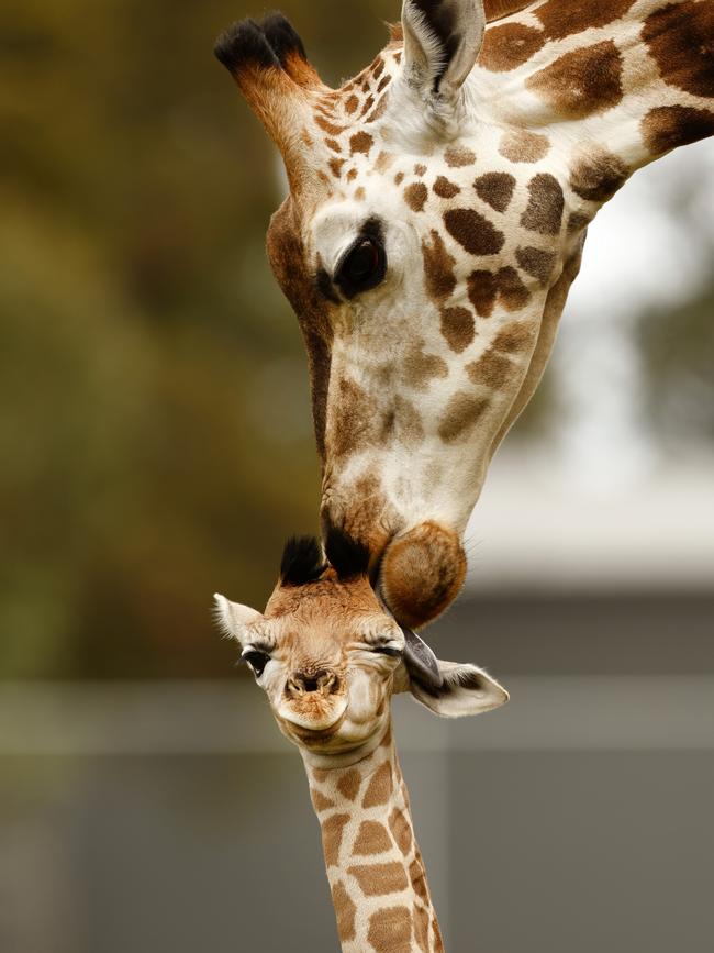 Kebibi gives her first calf a cleaning between the ears. Picture: Jonathan Ng