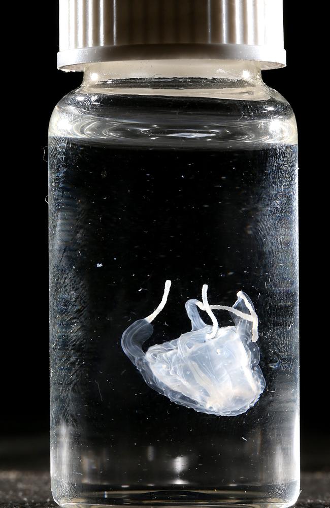 The tiny Irukandji jellyfish in a sample bottle after capture. Picture: Marc McCormack