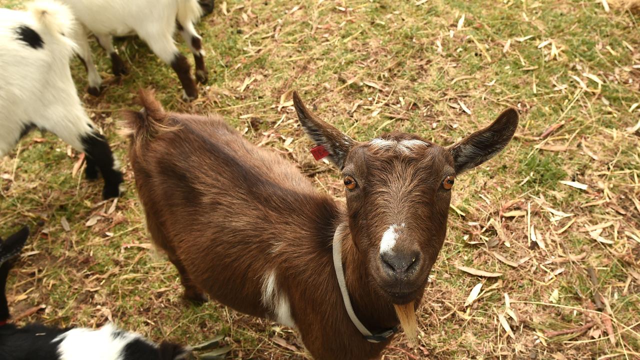 Thousands turned out to the Bellarine Agriculture Show on Sunday. Picture: David Smith