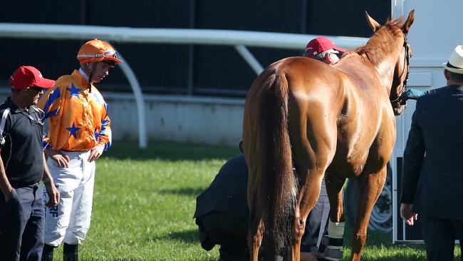 Gingernuts after breaking down on his way to the barriers for last year’s Emirates Stakes. Picture: Michael Klein