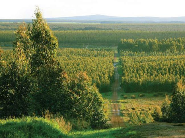 A Great Southern timber plantation before the company’s collapse in 2009. Supplied