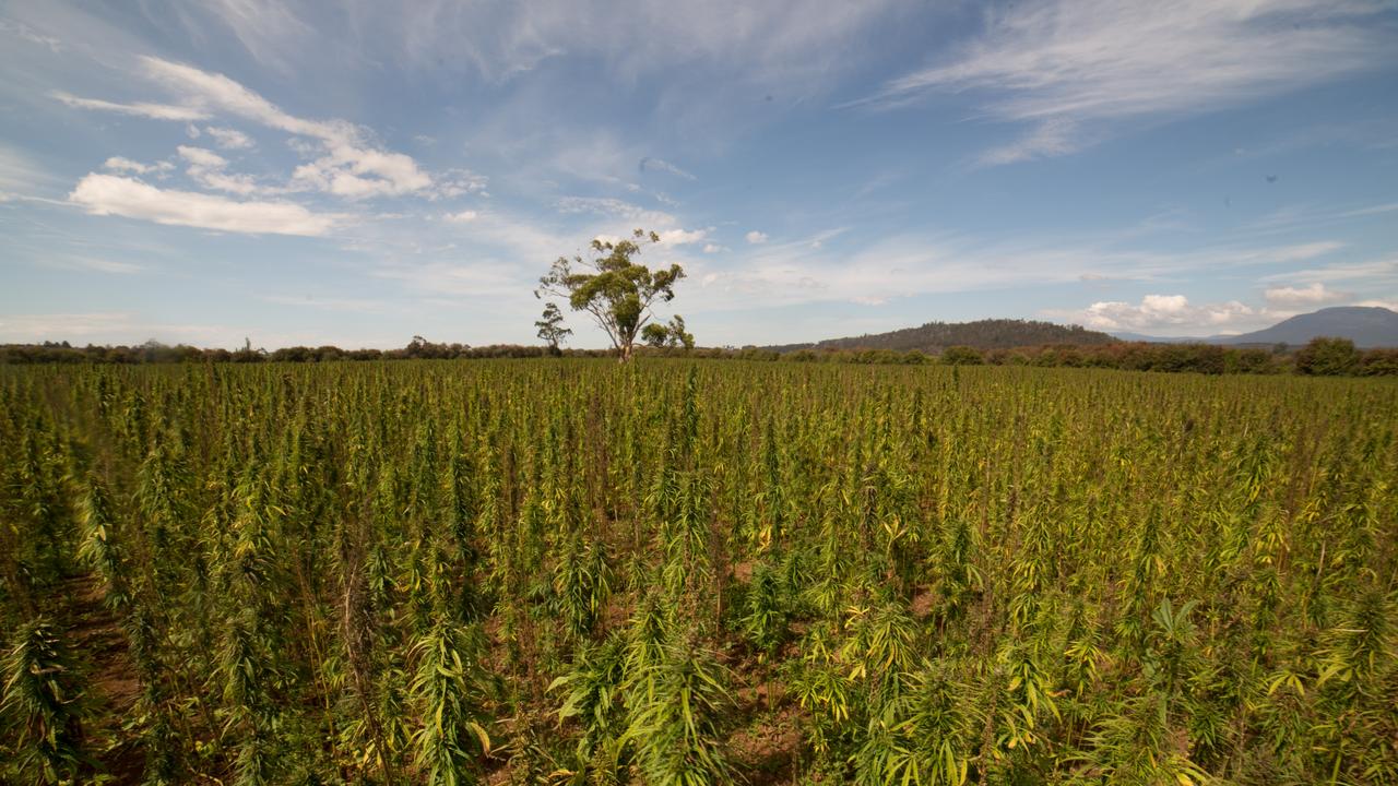 Industrial hemp crop grown near Launceston.