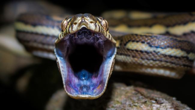 Coastal Carpet Python. Picture: Brodie James