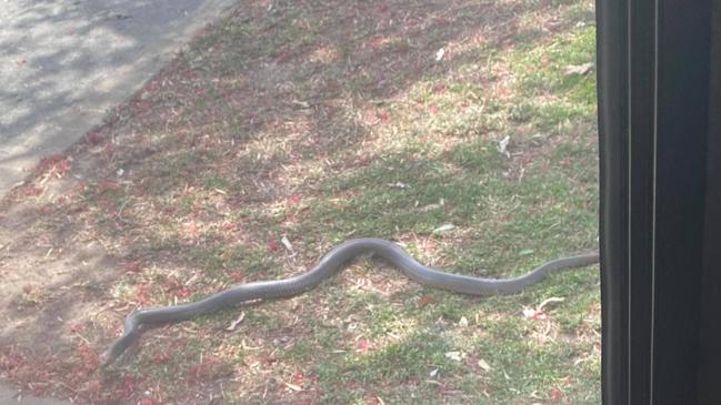 Rachel Chubb spotted this brown snake lurking in her front yard at Veteran this week.