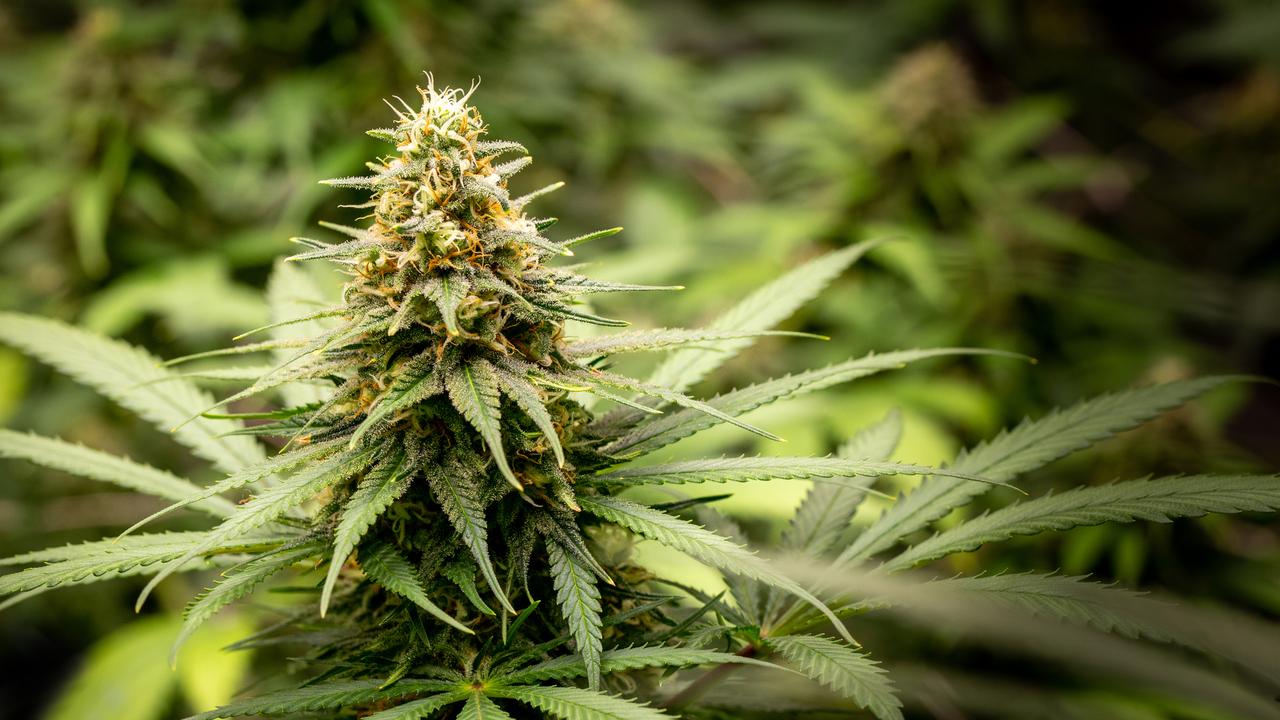Push to legalise pot rejected