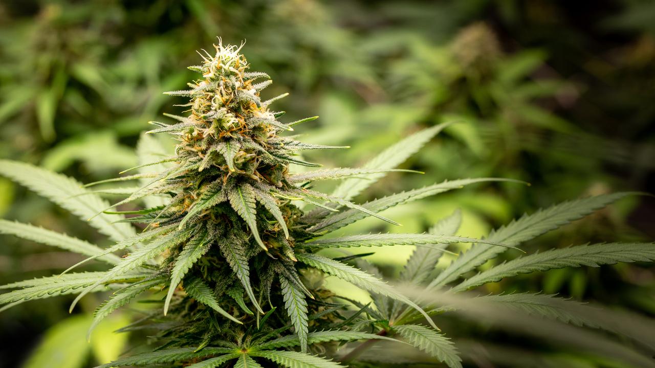 Major report rejects push to legalise pot