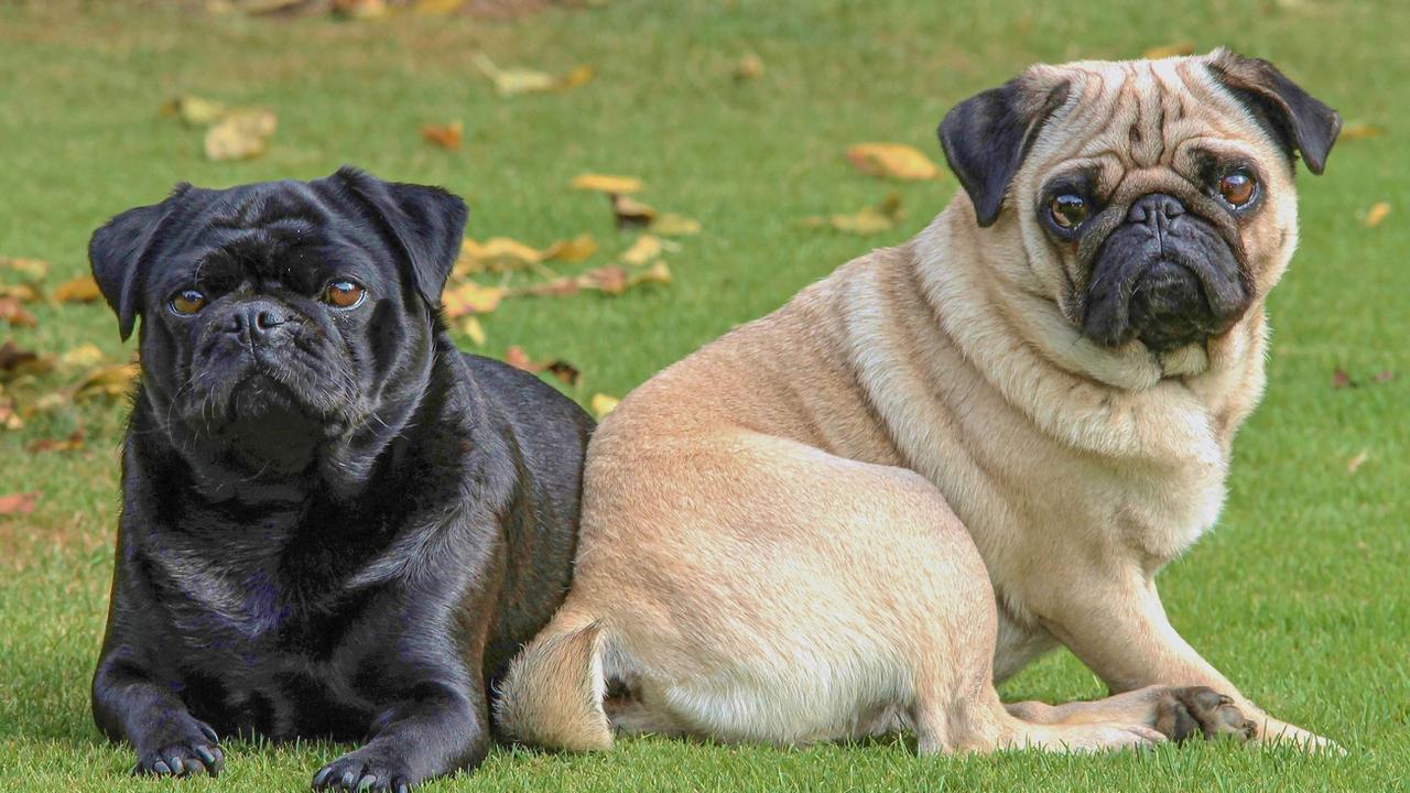 Sentient, the Veterinary Institute of Animal Ethics president and secretary Rosemary Elliott fawn pug and black Pug sitting together on grass. Picture: iStock