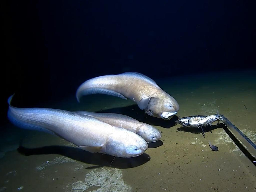 Rare deep sea fish found in Australia expedition, including blind eel