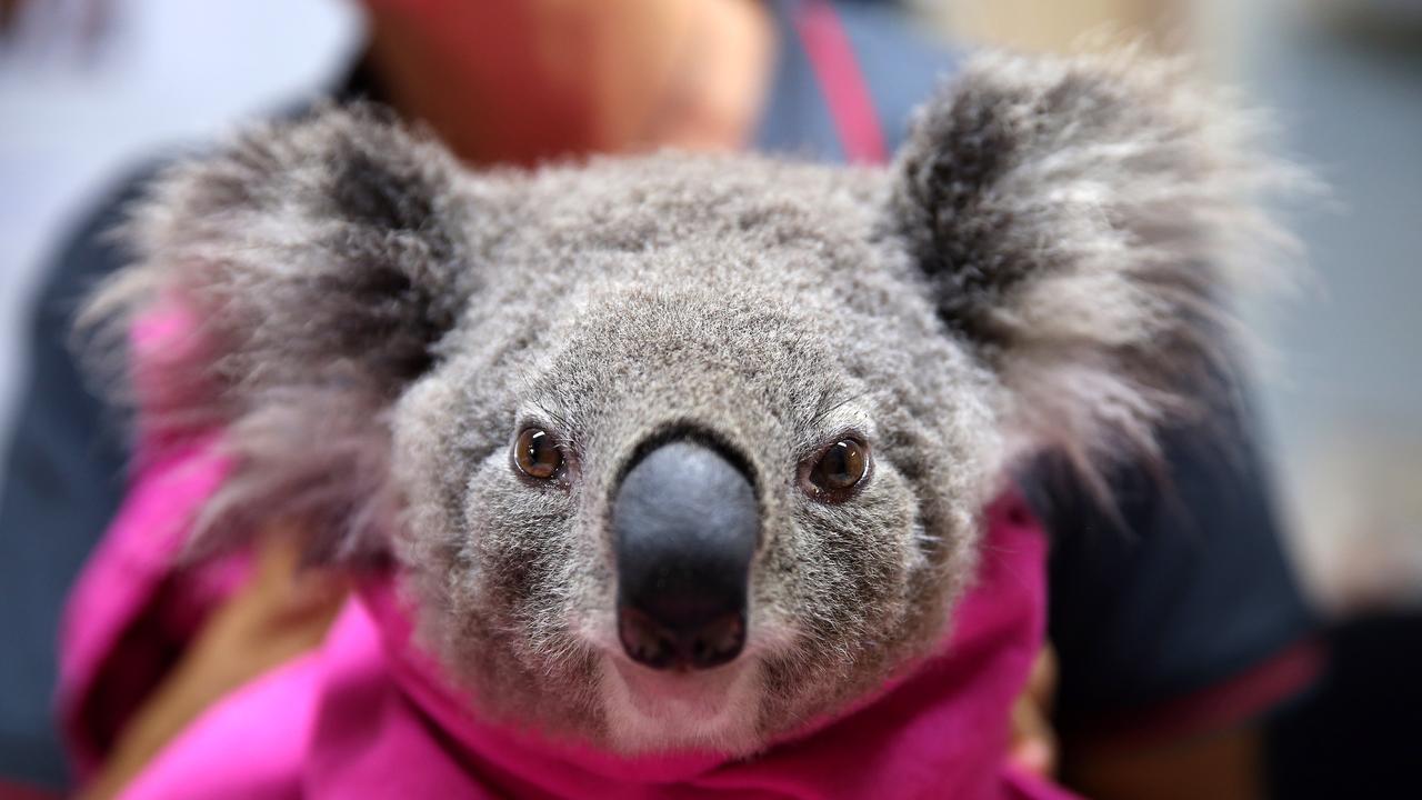 A koala named Lisa from Pappinbarra recovers from burns at The Port Macquarie Koala Hospital. An estimated million hectares of land has been burned by bushfire across Australia following catastrophic fire conditions in recent weeks, killing an estimated 1000 koalas along with other wildlife. Photo: Nathan Edwards.