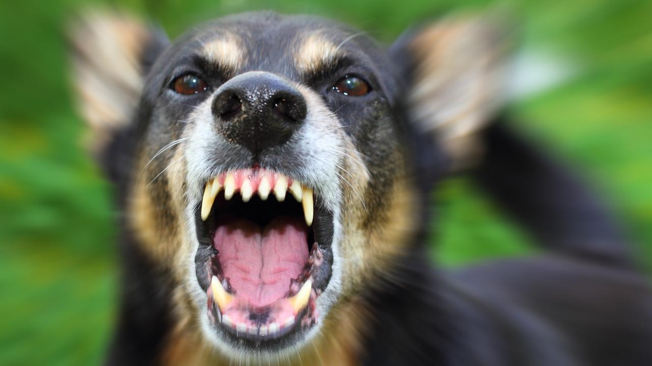 Two dogs at a Belmont home had allegedly been seized over a neighbourhood dispute.