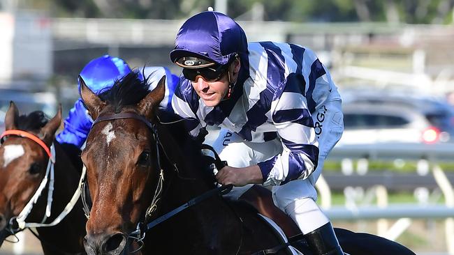 Desert Lord has won two of his three starts this campaign. Picture: Trackside Photography