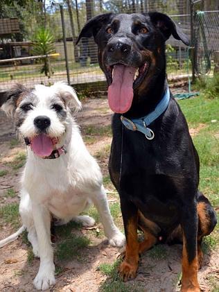 Tess the Boxer cross Irish wolfhound