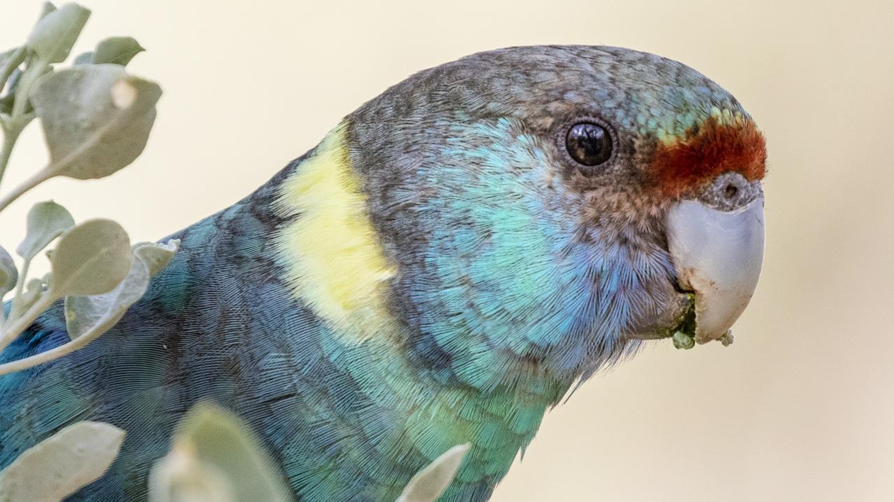 Ann Alcock's photo of a Mallee Ringneck. Flashes of Colour exhibition.