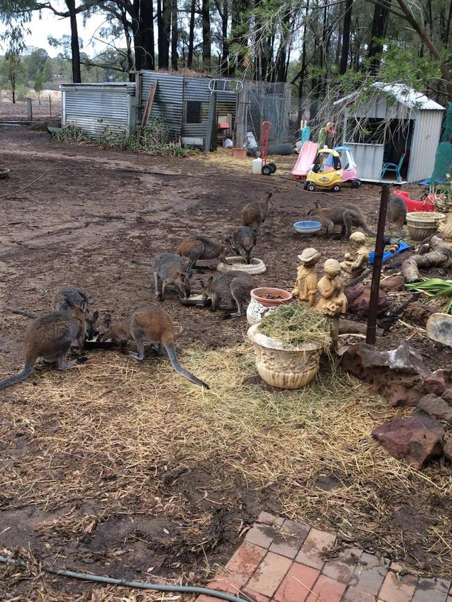 Wallabies coming in for a feed at the sanctuary in January. The family cares for our wildlife.