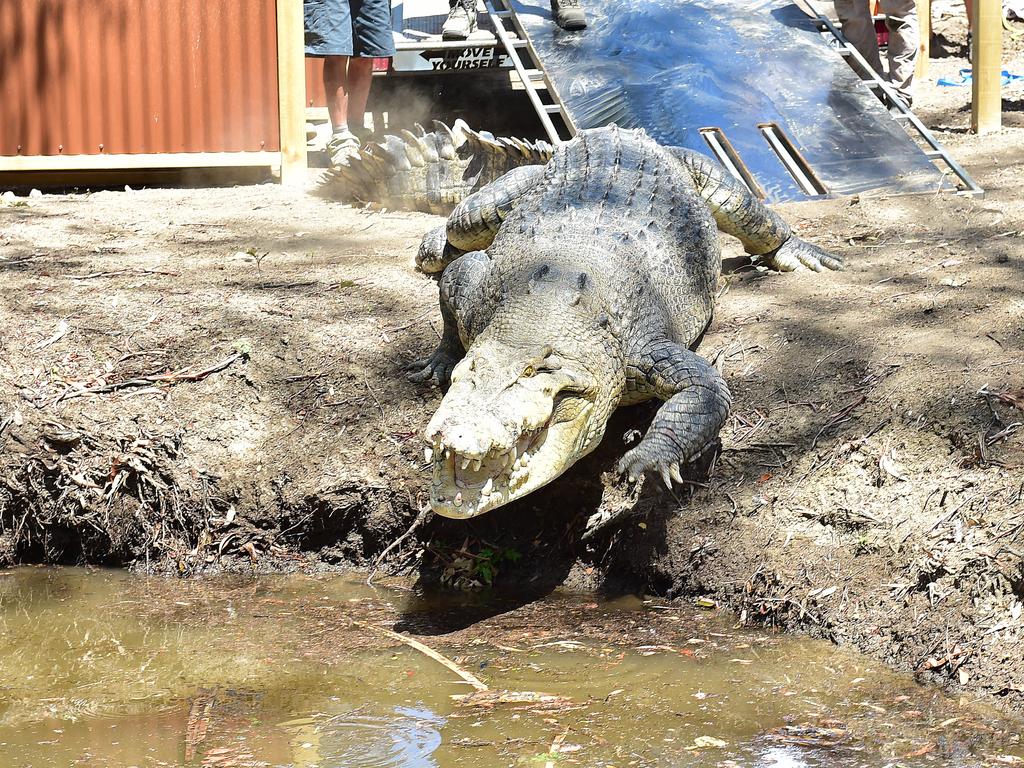 Billabong Sanctuary's new croc Krakatoa arrives to his new home. Picture: Shae Beplate.