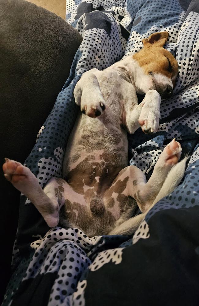 Taco: Shelley Hope's 5 month old Mini Foxy