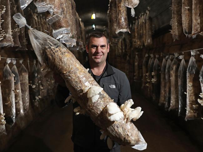 Dean Smith has created an innovative business growing oyster mushrooms in a train tunnel at Mt Rumney Picture: LUKE BOWDEN