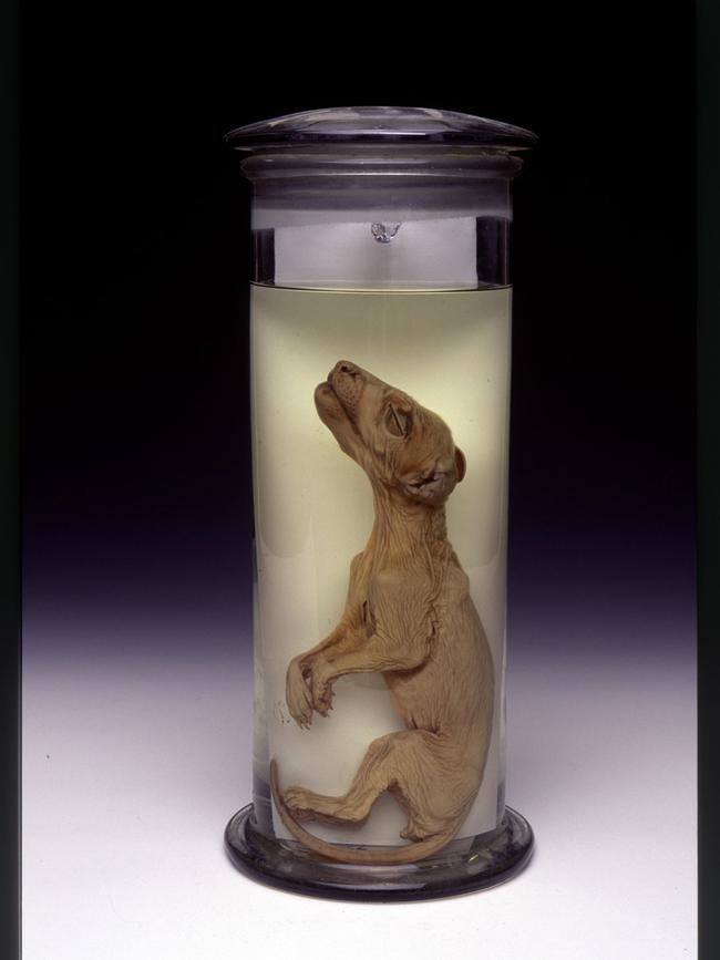 Tasmanian tiger Thylacine pup. extinct animal fauna preserved