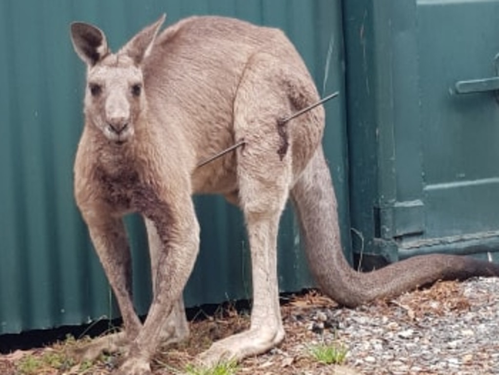 Kangaroo shot with bow and arrow in Melbourne park | news.com.au ...