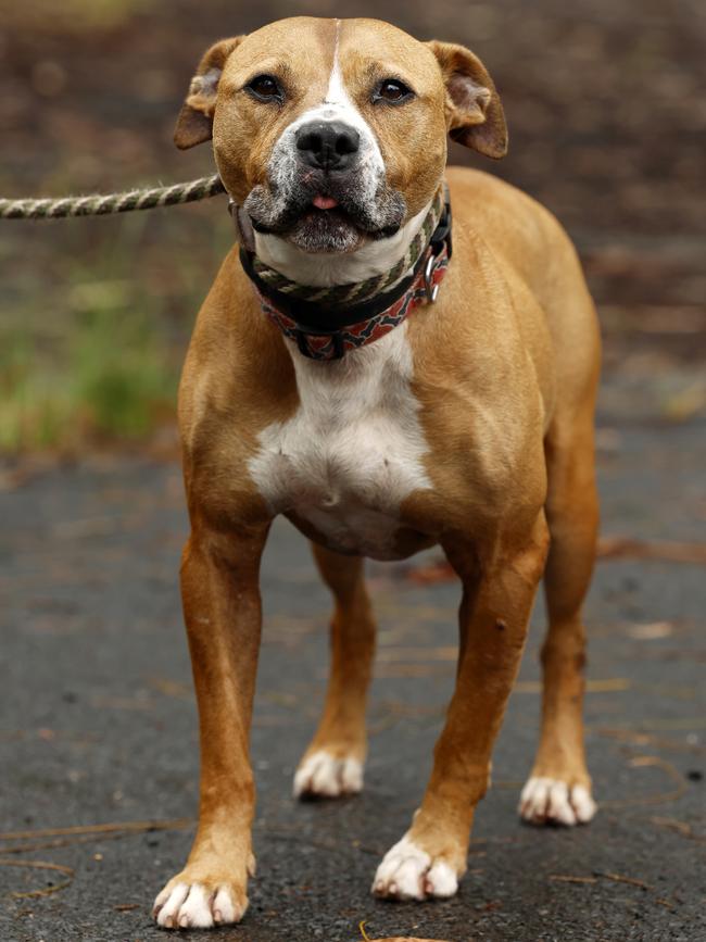 Chippy, American Staffy-cross, in care since 2020, at Doggie Rescue. Picture: Jonathan Ng