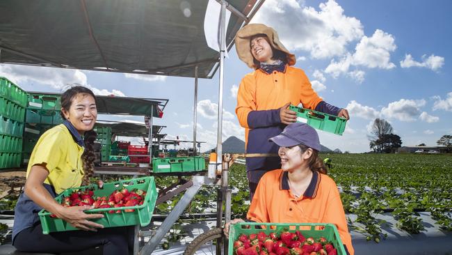 Japanese Backpackers Rei Fujiwara, Satori Nakamura and Anna Nagaoka picking strawberries on Pinata Farms at Wamuran. Picture: Lachie Millard