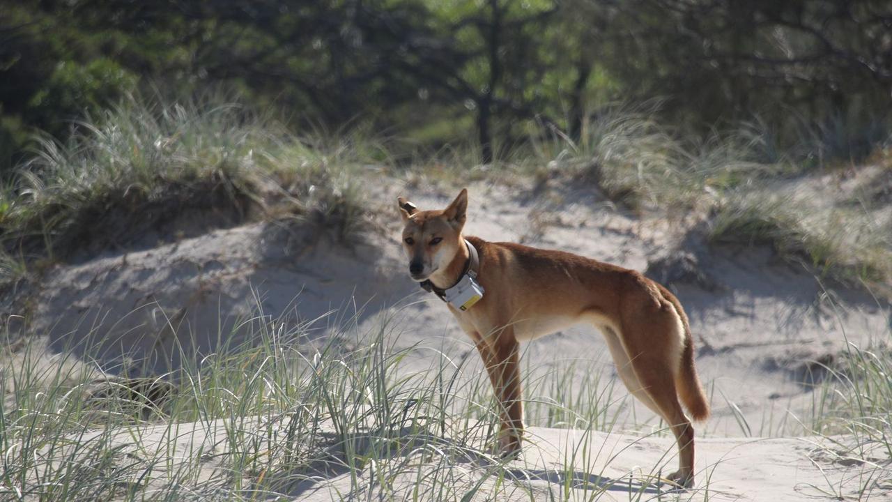 The dingo, known as Yellow Tag, was the subject of petitions and outcry demanding that the collar, which was fitted in July, 2019, be removed.