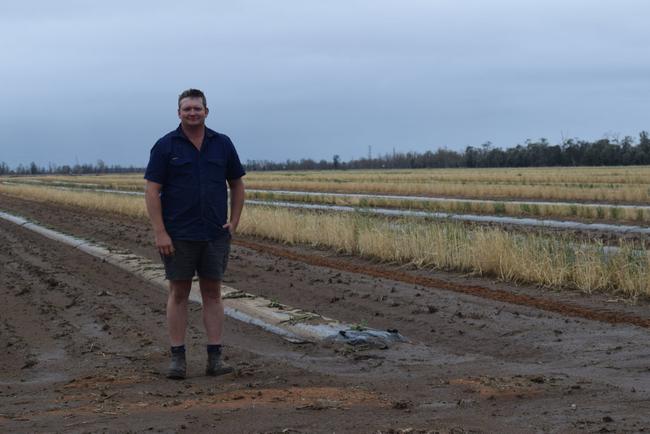 Some of Chinchilla melon farmer Tom Brett's crops were damaged in the recent hailstorm. Picture: Contributed