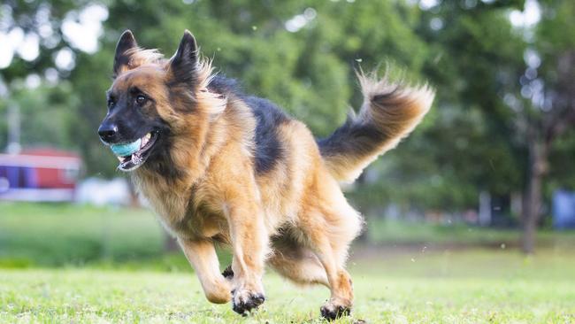 “If you don’t find my effing car I’m going to beat you,” the owner was heard saying before he the dog was kicked. (AAP Image)