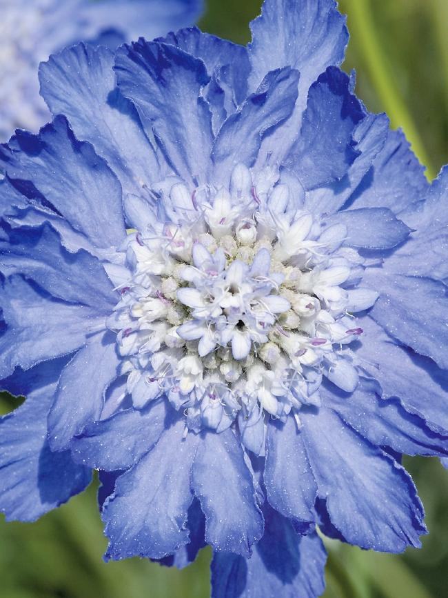 Scabiosa ‘Fama Deep Blue’