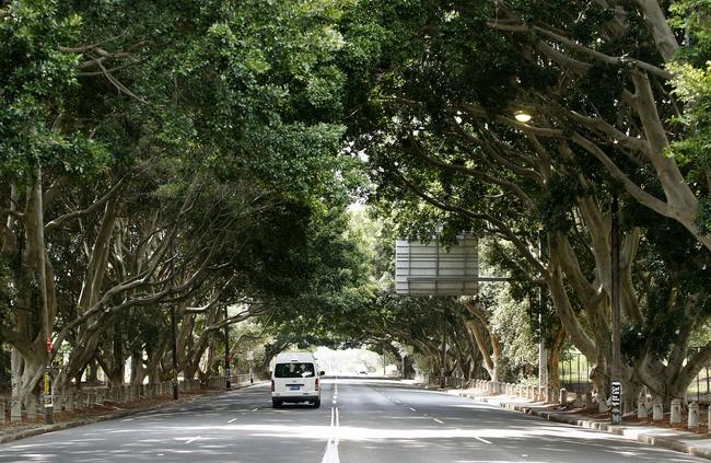 The large tree canopy over Dacey Avenue, Moore Park. Picture: John Appleyard