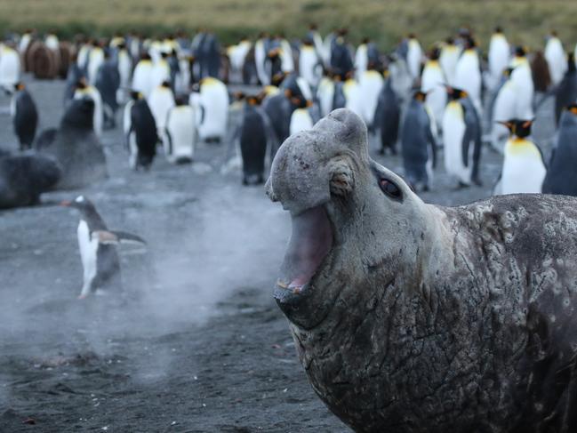 Comedy Wildlife Photography Award Finalist: An elephant seal with a hot breath. Picture: Jackie Downey / CWPA / Barcroft Images