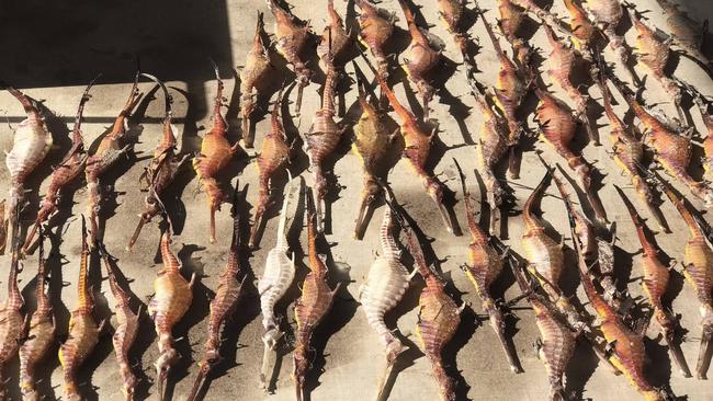 Dead seahorses linked to the algal bloom.