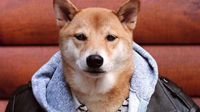 Bodie the dapper Shiba Inu pulls in $15,000 a month as a dog model ...