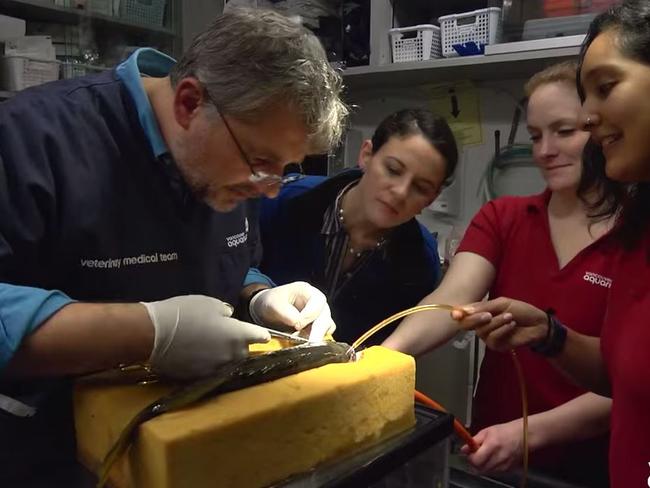 Taxidermy eye ... the rockfish underwent eye surgery to stop the relentless bullying. Picture: Vancouver Aquarium/YouTube