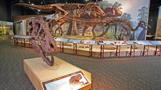 A replica cast of the Peck's Rex skull and the complete Peck's Rex replica at Montana's Dinosaur Trail / AAP