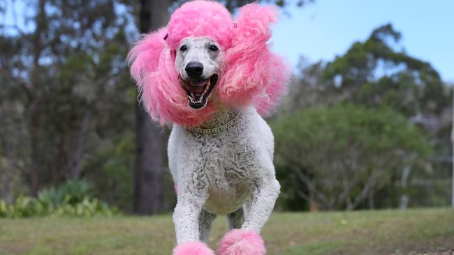 A day in the life of pink poodle Coco Chanel. Picture: Glenn Hampson