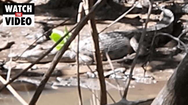 Croc on Magnetic Island