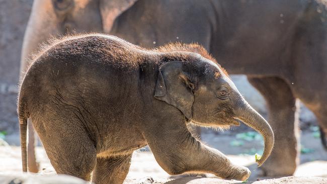 Melbourne Zoo’s baby elephant Man Jai takes heavy sleeping to the next ...