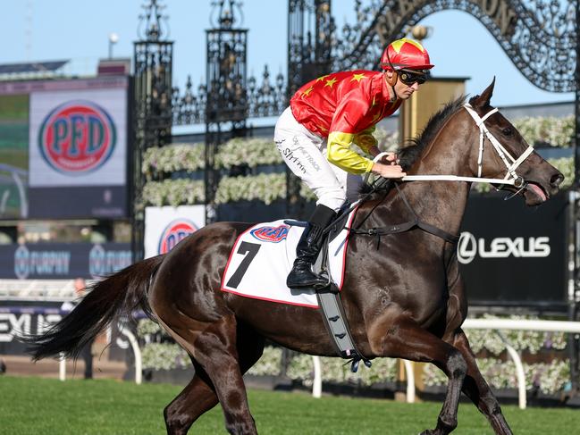 Princess Grace (USA) on the way to the barriers prior to the running of the PFD Food Services Makybe Diva Stakes at Flemington Racecourse on September 16, 2023 in Flemington, Australia. (Photo by George Sal/Racing Photos via Getty Images)