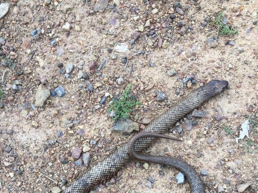 The snake that found its way onto Rebekah Kampe's property in Warwick (Photo: Facebook)